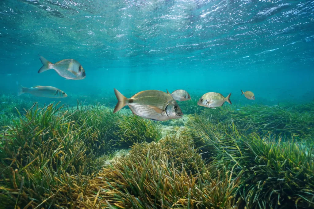 Snorkeling en bateau à Bonifacio avec des poissons de mer méditerranée et des prairies de posidonie en Corse