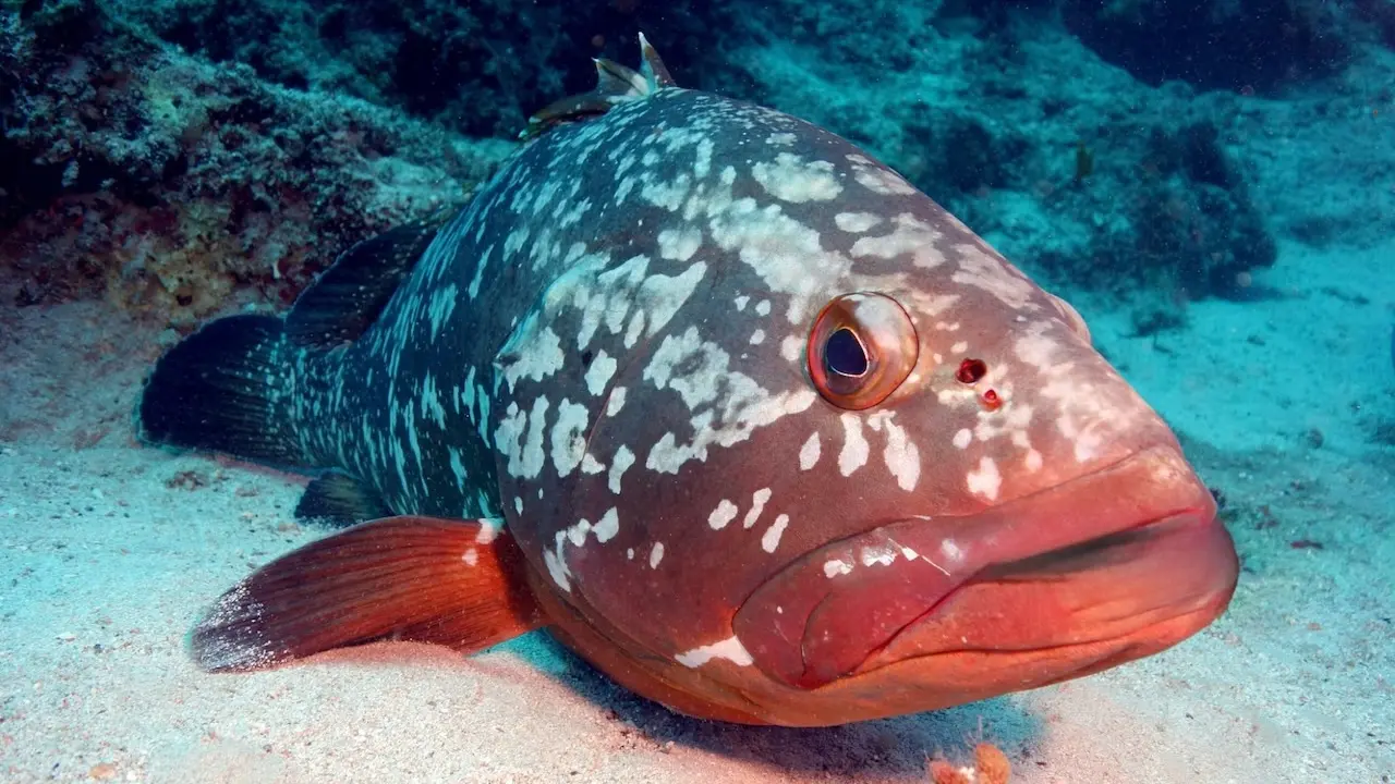 poisson mérou posé sur le sable au fond de la mer vue de près à Bonifacio