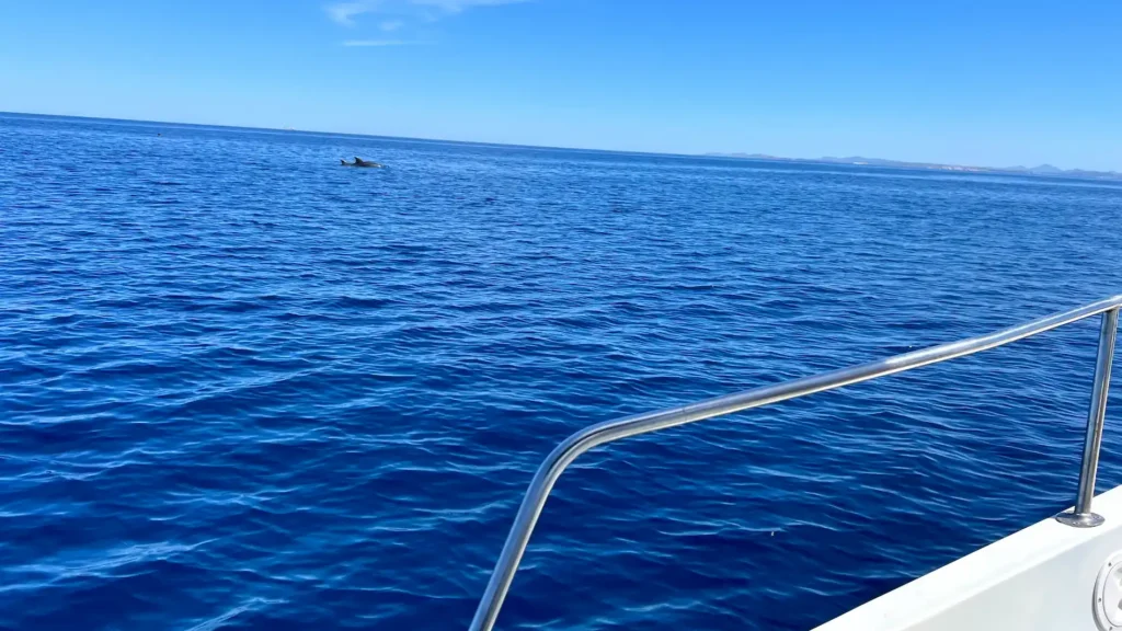 Famille de dauphins évoluant dans les eaux de Bonifacio, observation depuis un bateau de croisière en Corse