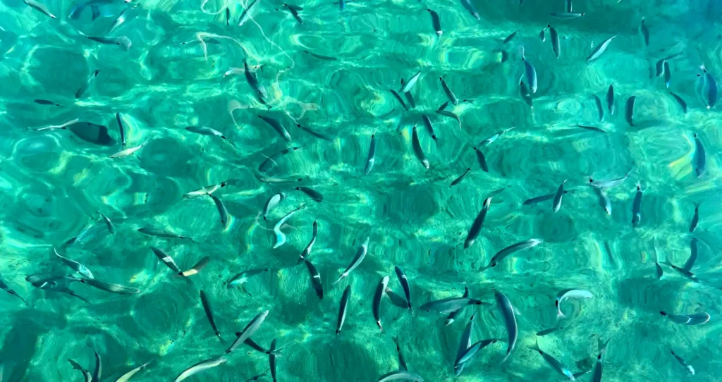 Poissons nageant dans une eau turquoise cristalline des côtes corses, visibilité parfaite
