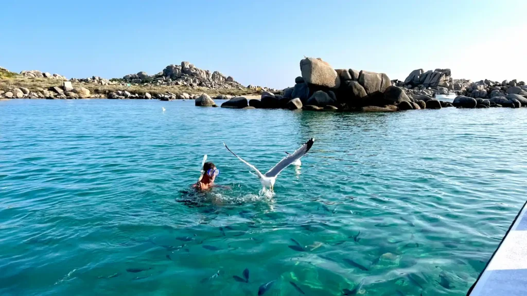 Scène de plongée libre aux îles Lavezzi : nageur, poissons et goélands survolant l'eau claire