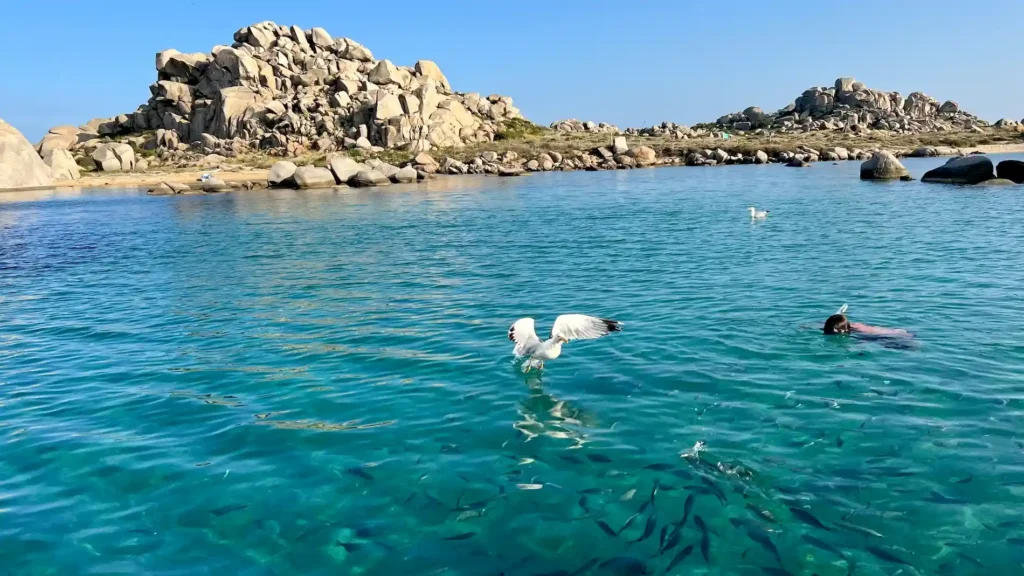 Activité snorkeling à l'île Lavezzu avec observation simultanée de poissons et goélands, Bonifacio